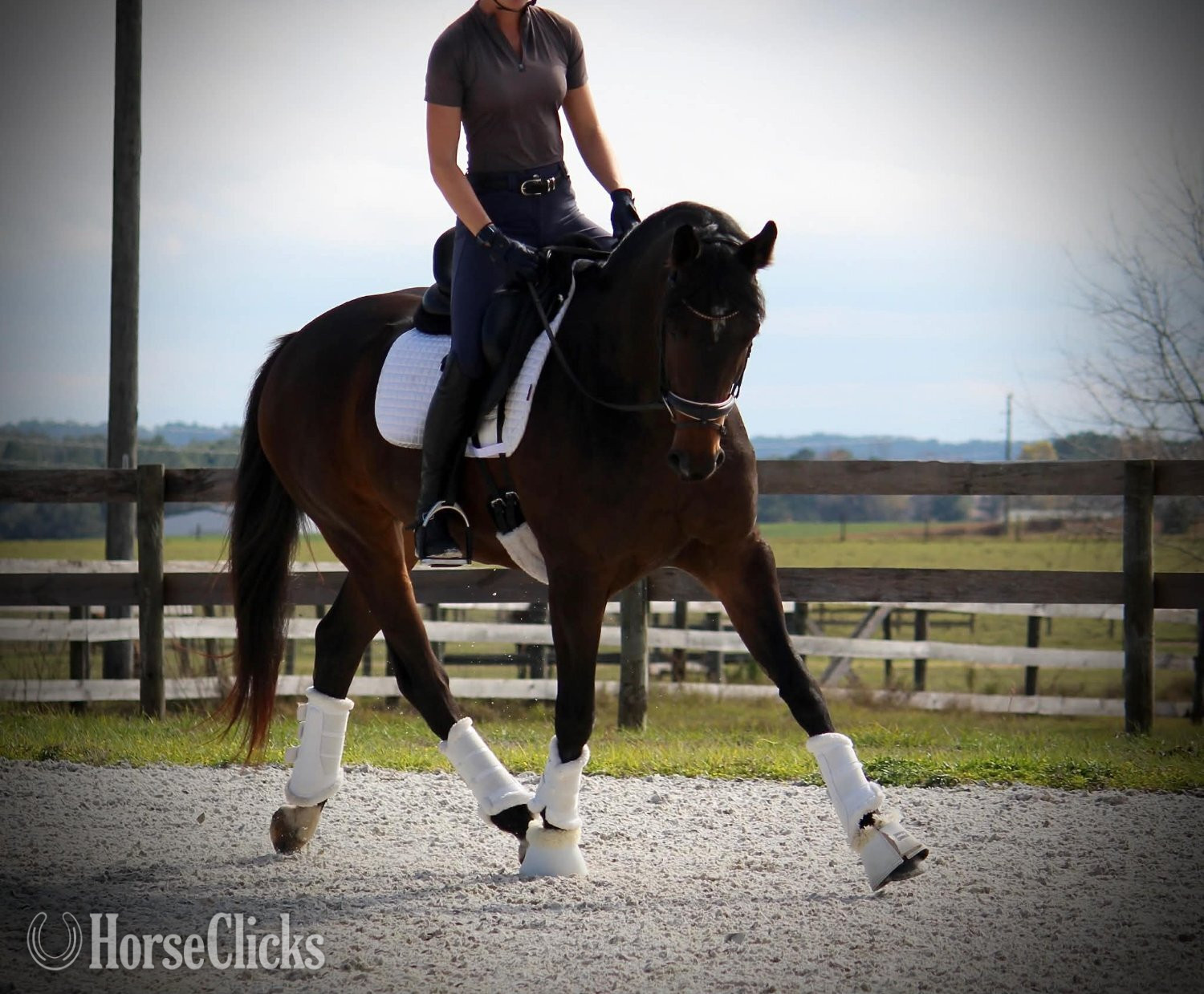 "Pavlova" Bay Mare Trakehner