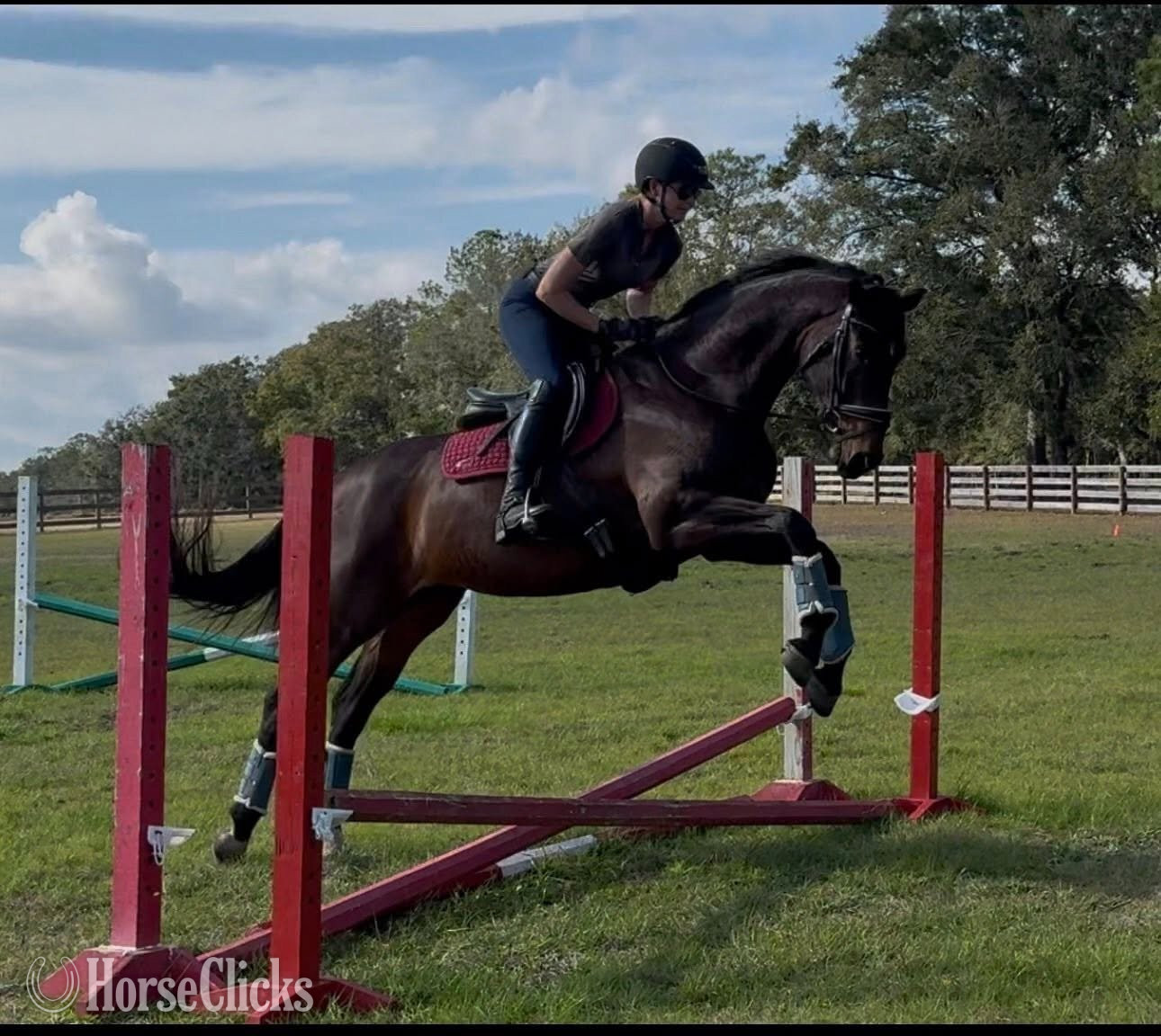 Florida "Pavlova" Bay Mare Trakehner