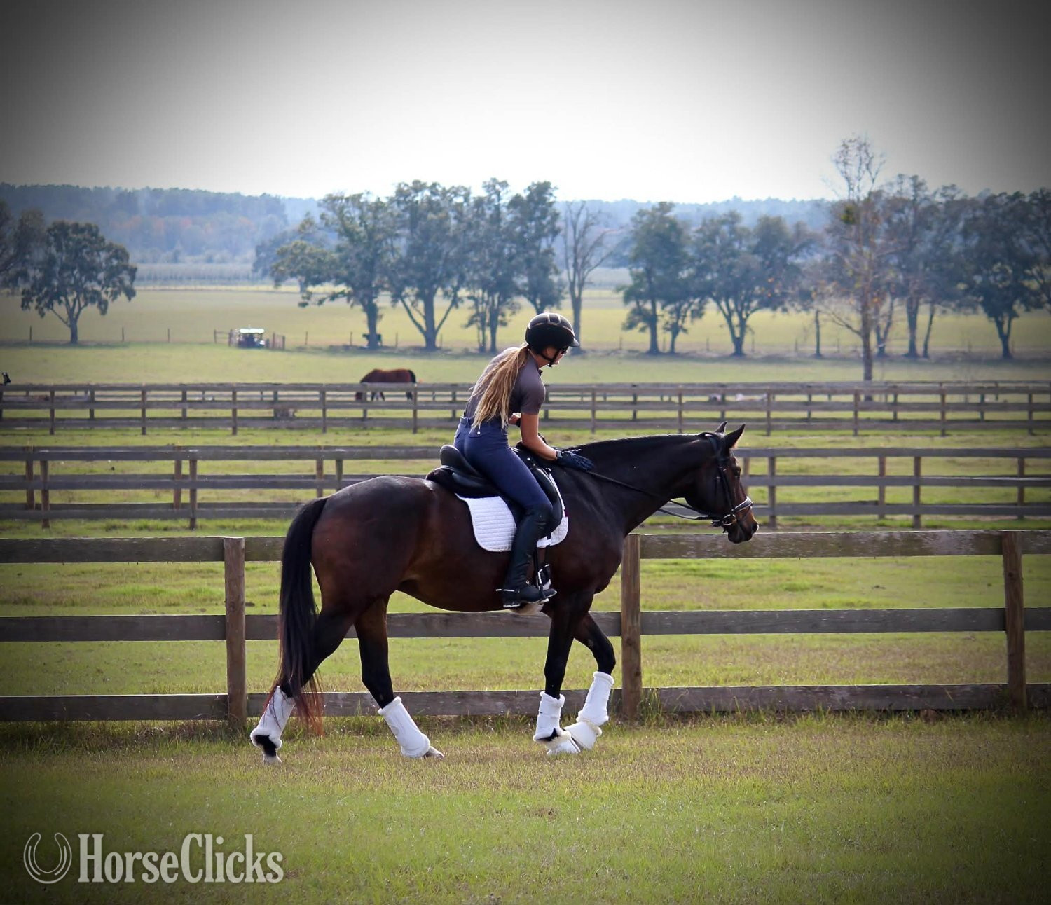 "Pavlova" Bay Mare Trakehner - Trakehner in Florida