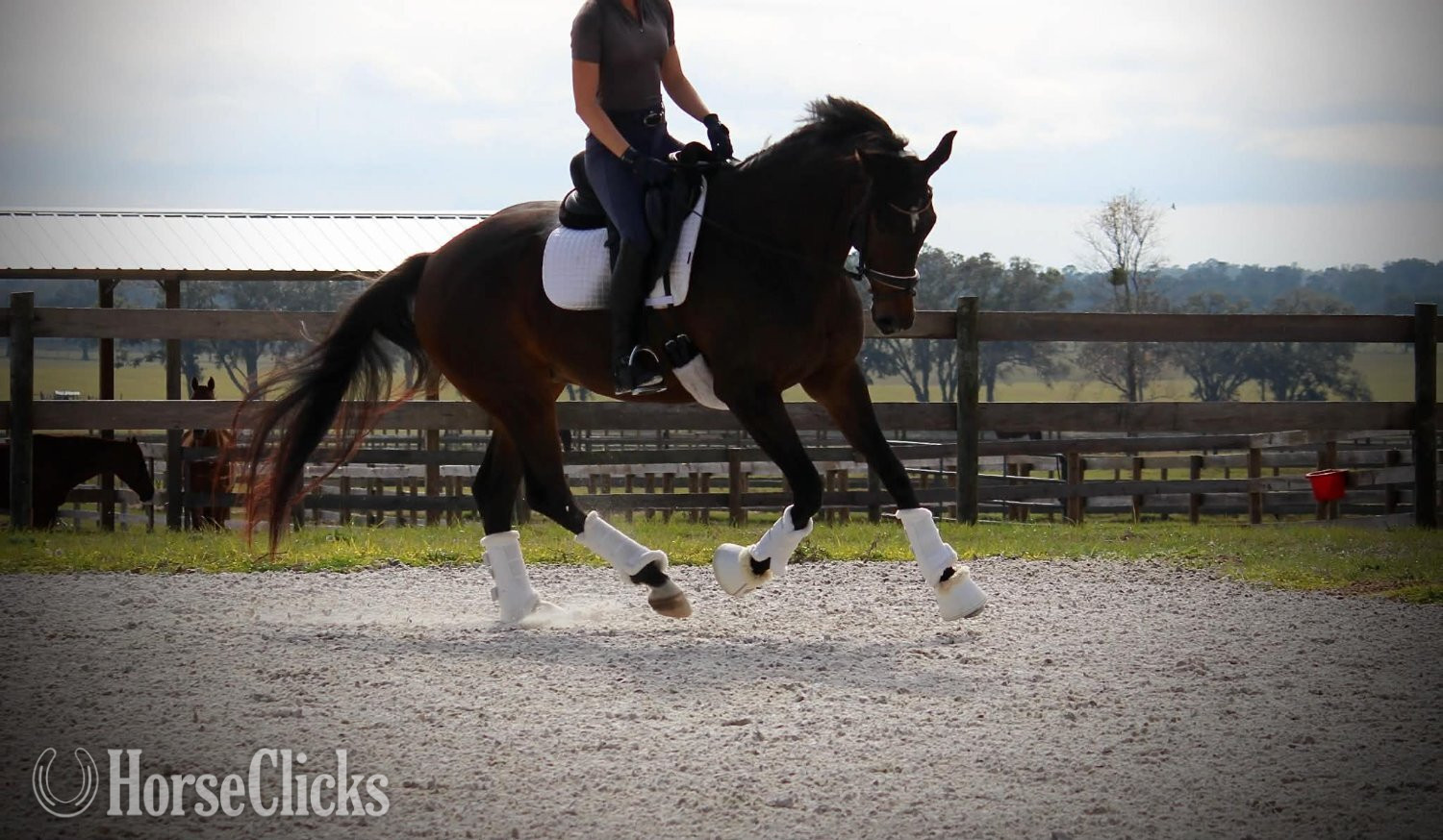 "Pavlova" Bay Mare Trakehner - Trakehner