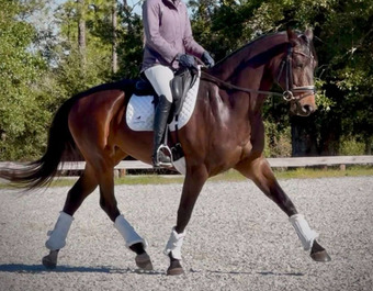 "Pavlova" Bay Mare Trakehner