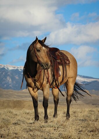 "Cornbread" Buckskin Gelding Quarter Horse