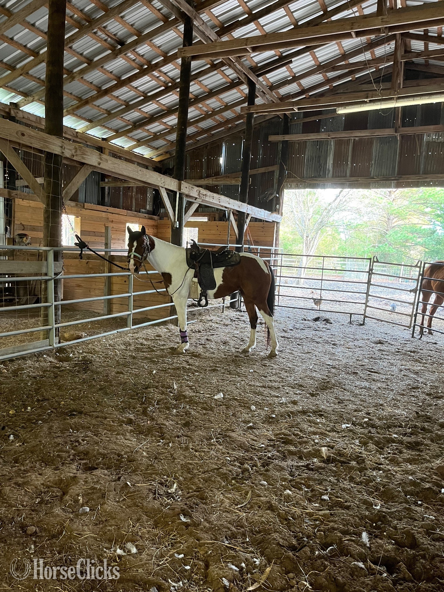 "This Babys Makin Cash ( Chigger)" Bay Mare Paint