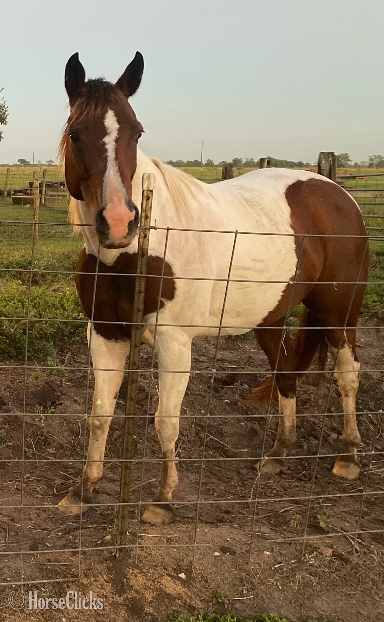Texas "This Babys Makin Cash ( Chigger)" Bay Mare Paint