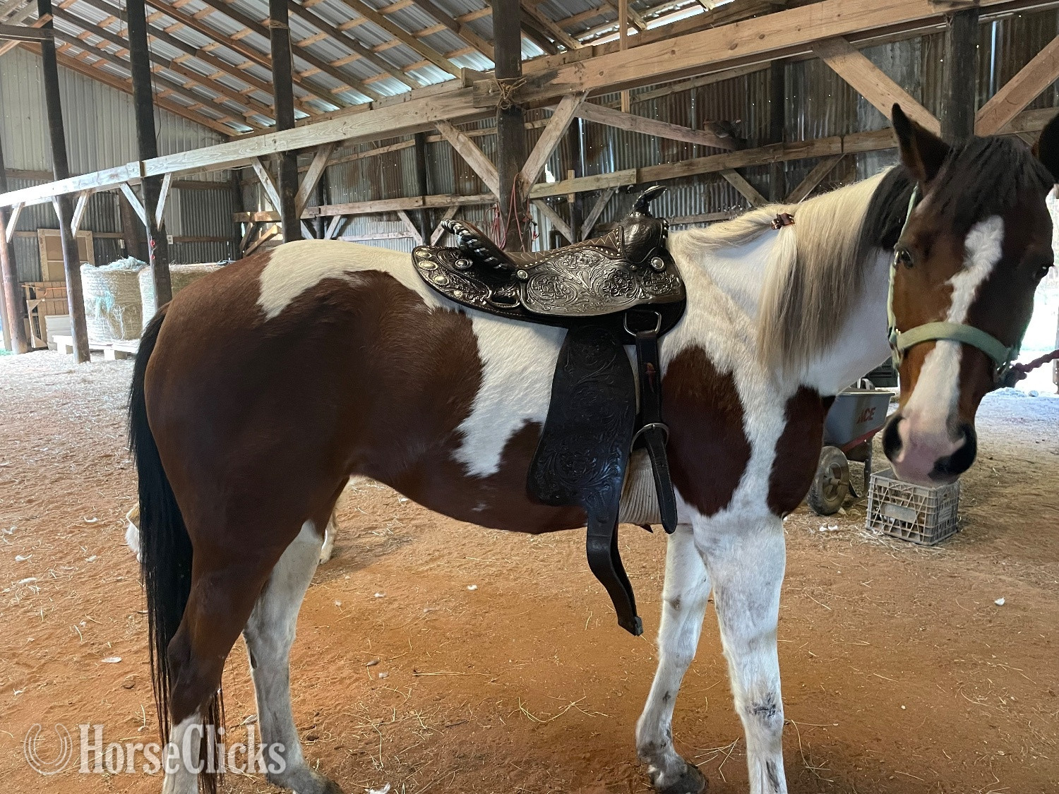 "This Babys Makin Cash ( Chigger)" Bay Mare Paint - Paint in Texas