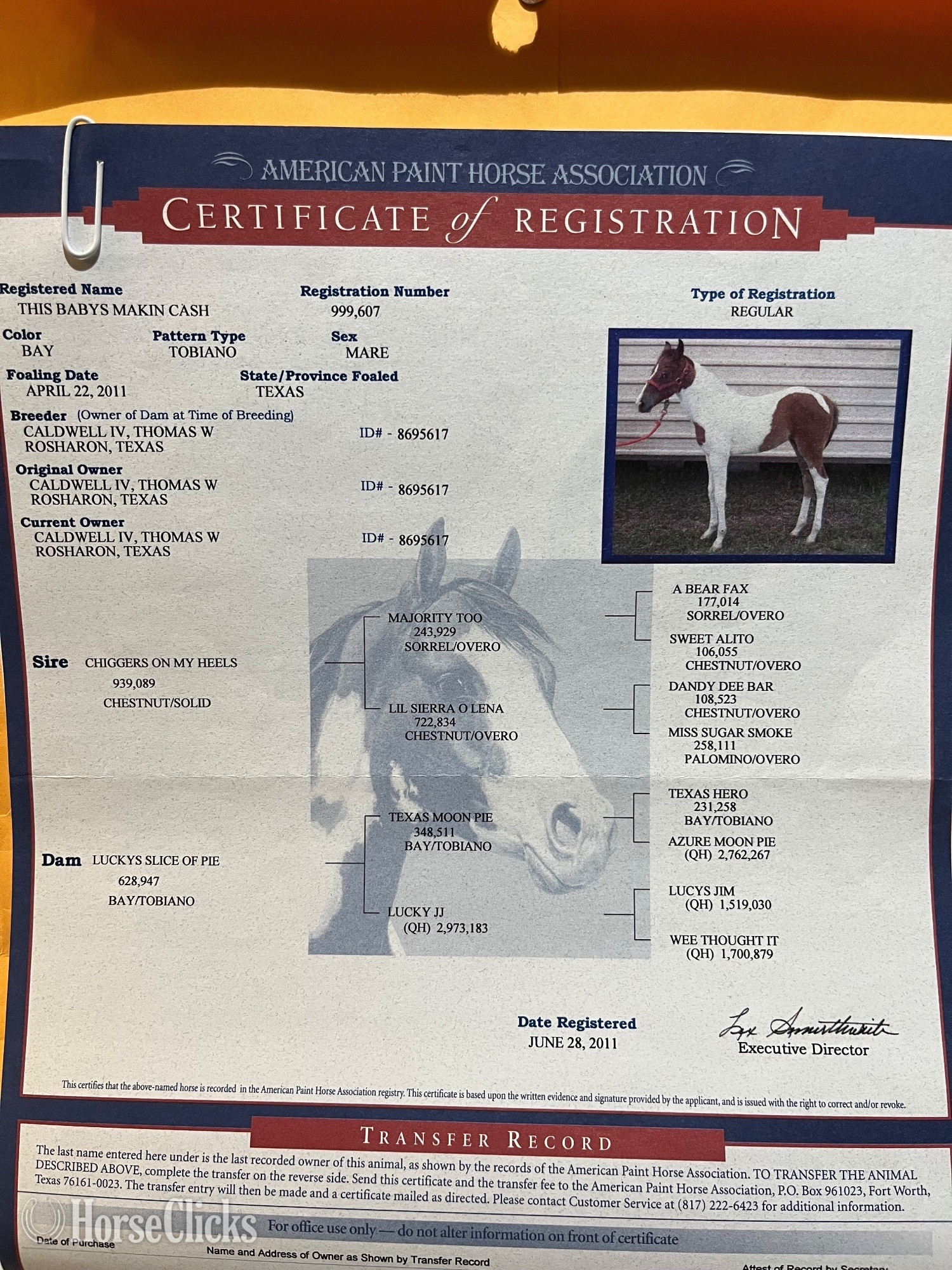 "This Babys Makin Cash ( Chigger)" Bay Mare Paint - Paint