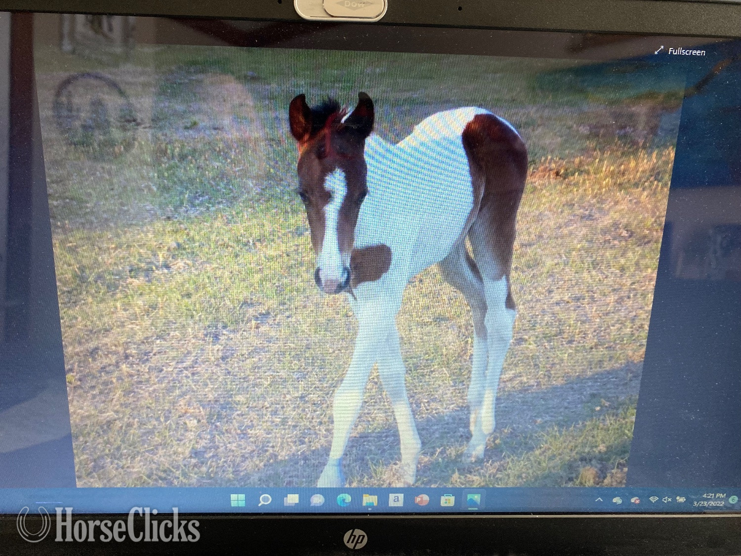 "This Babys Makin Cash ( Chigger)" Bay Mare Paint Texas
