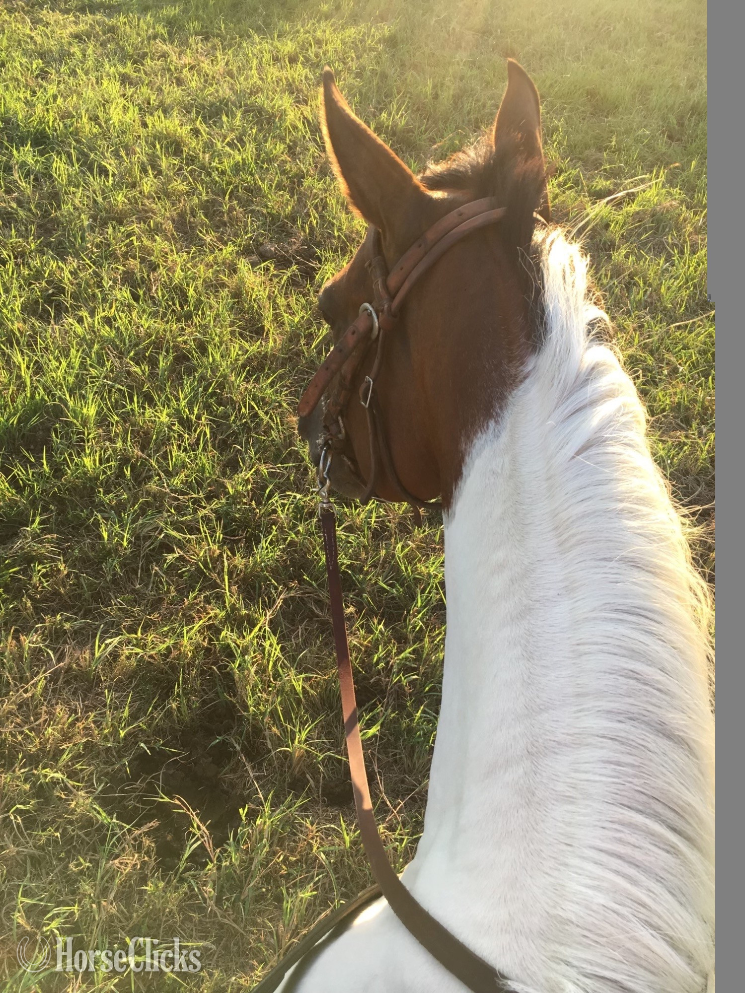 Paint - "This Babys Makin Cash ( Chigger)" Bay Mare Paint in Texas