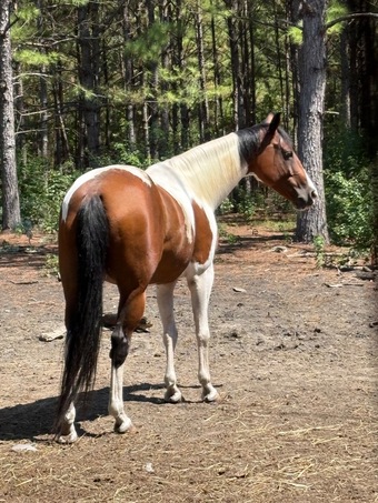 "This Babys Makin Cash ( Chigger)" Bay Mare Paint