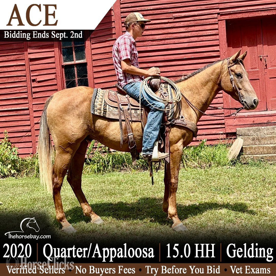 "Ace" Chestnut Gelding Quarter Horse in Missouri
