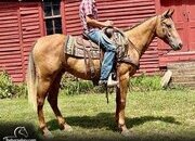 "Ace" Chestnut Gelding Quarter Horse