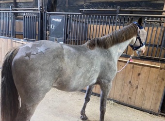 "Blue" Other Gelding Racking Horse