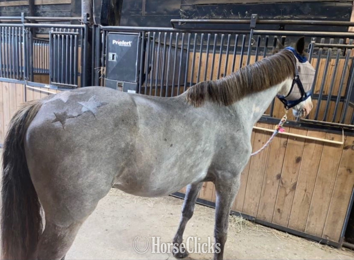 "Blue" Other Gelding Racking Horse in Kentucky