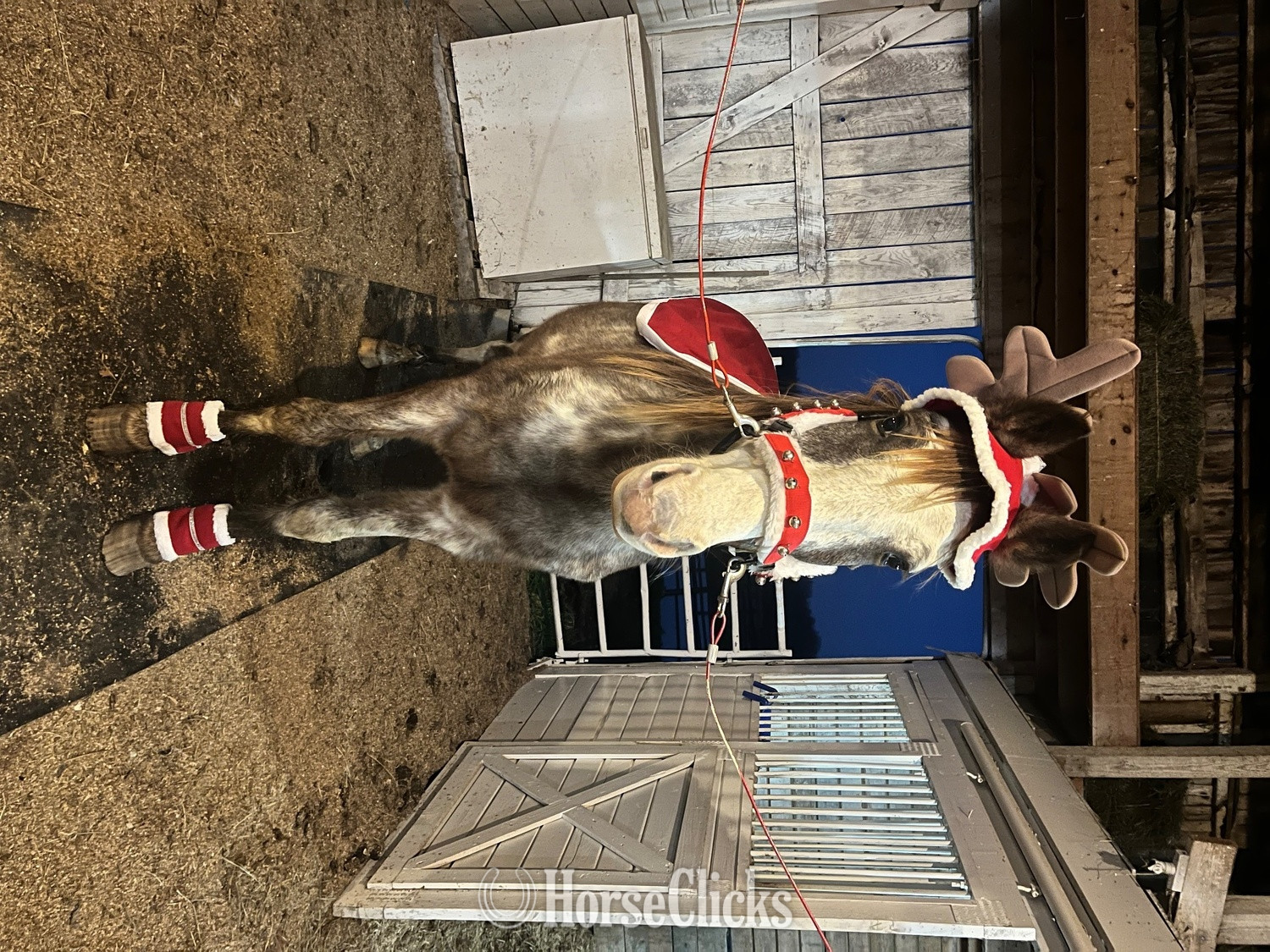 "Blue" Other Gelding Racking Horse