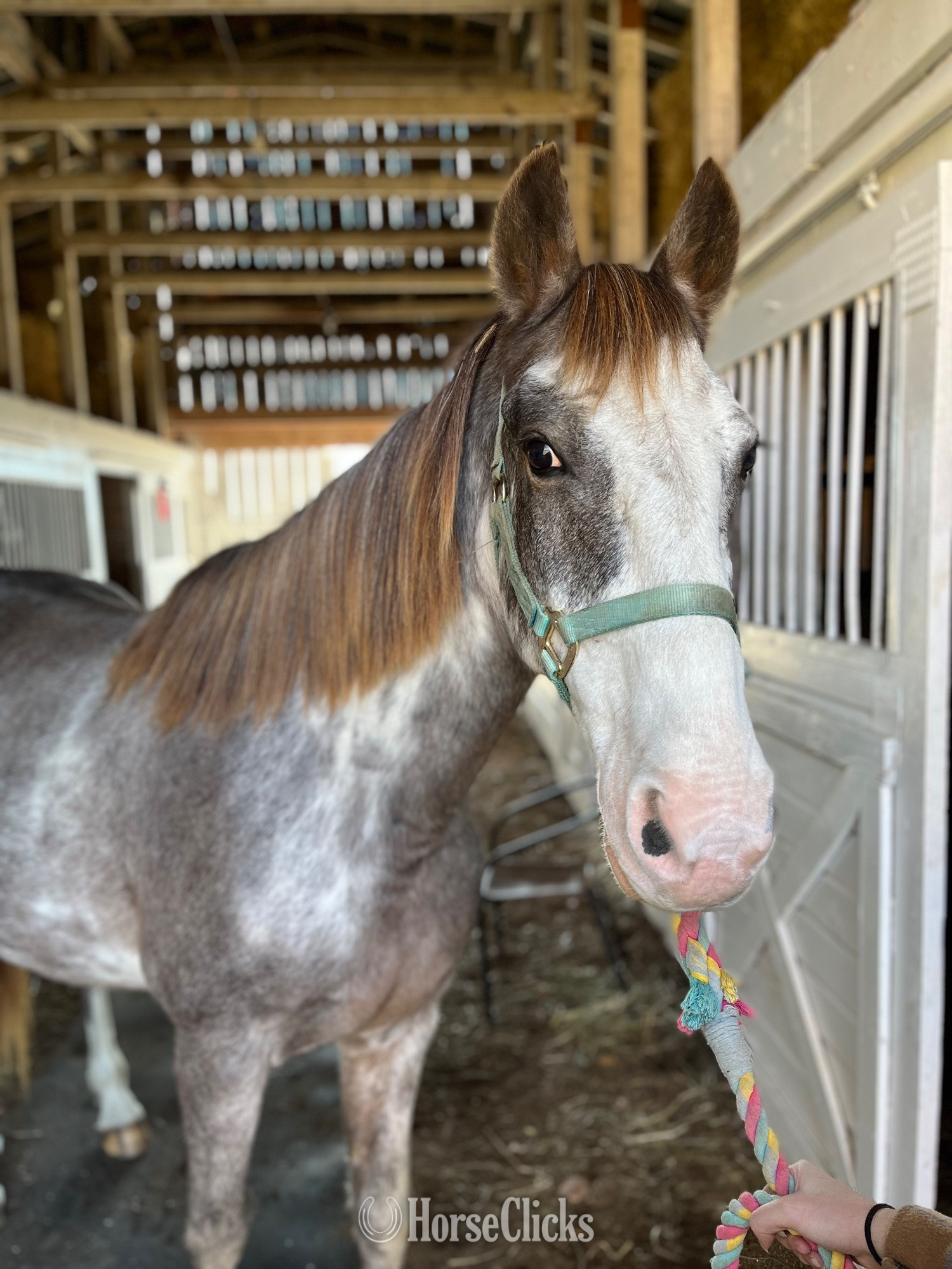 Kentucky "Blue" Other Gelding Racking Horse