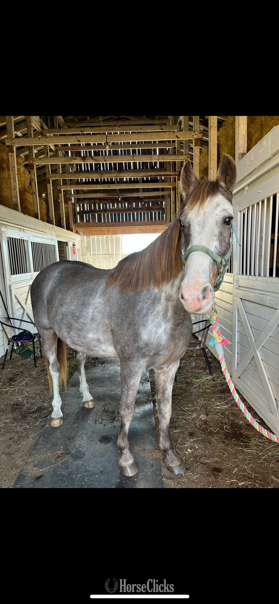 "Blue" Other Gelding Racking Horse - Racking Horse in Kentucky