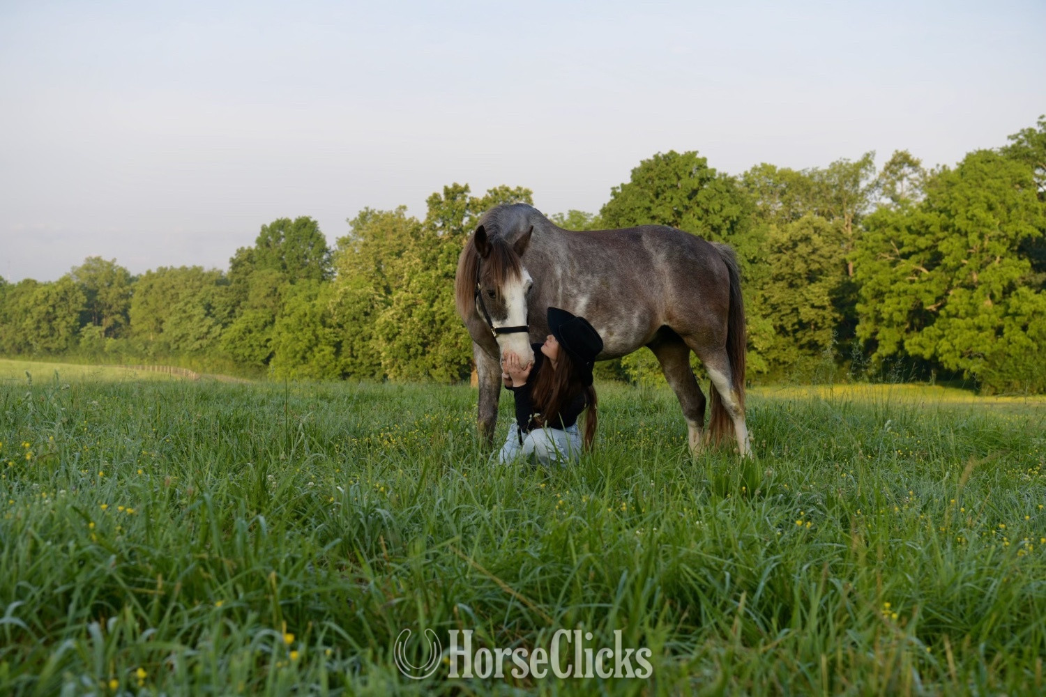 "Blue" Other Gelding Racking Horse - Racking Horse