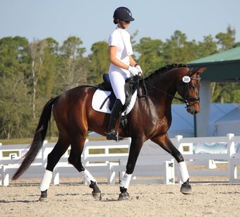 "Hoofer" Bay Gelding Dutch Warmblood