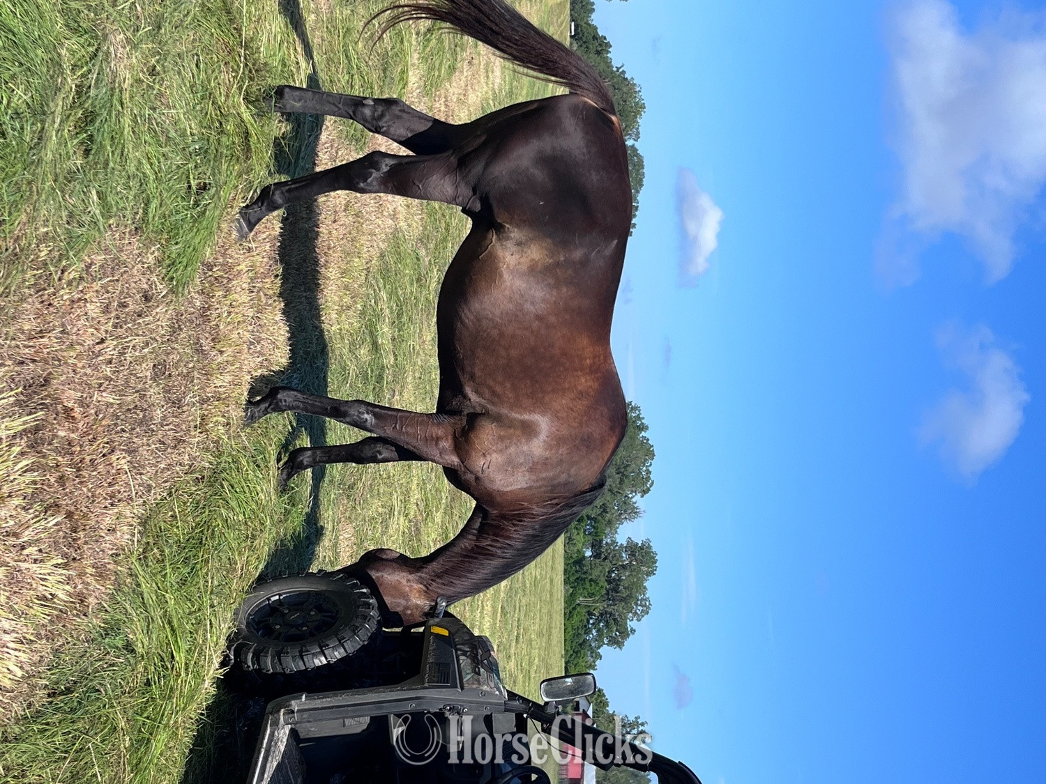 Florida "Forte" Bay Gelding Thoroughbred