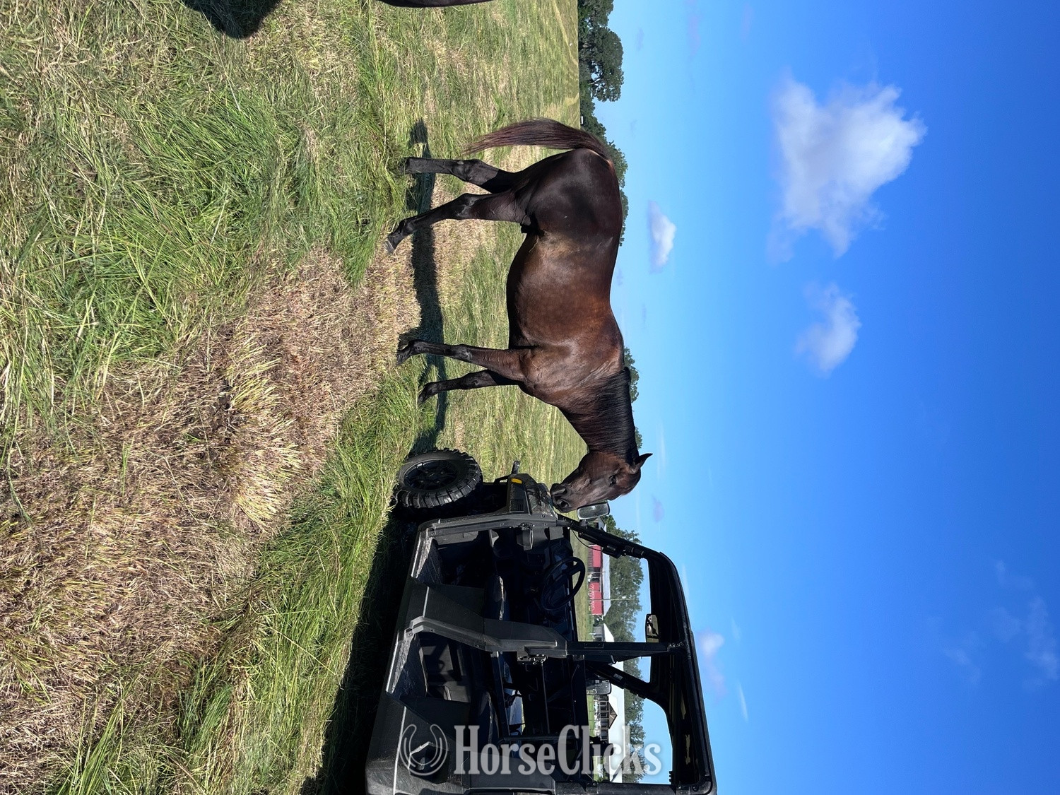"Forte" Bay Gelding Thoroughbred - Thoroughbred in Florida