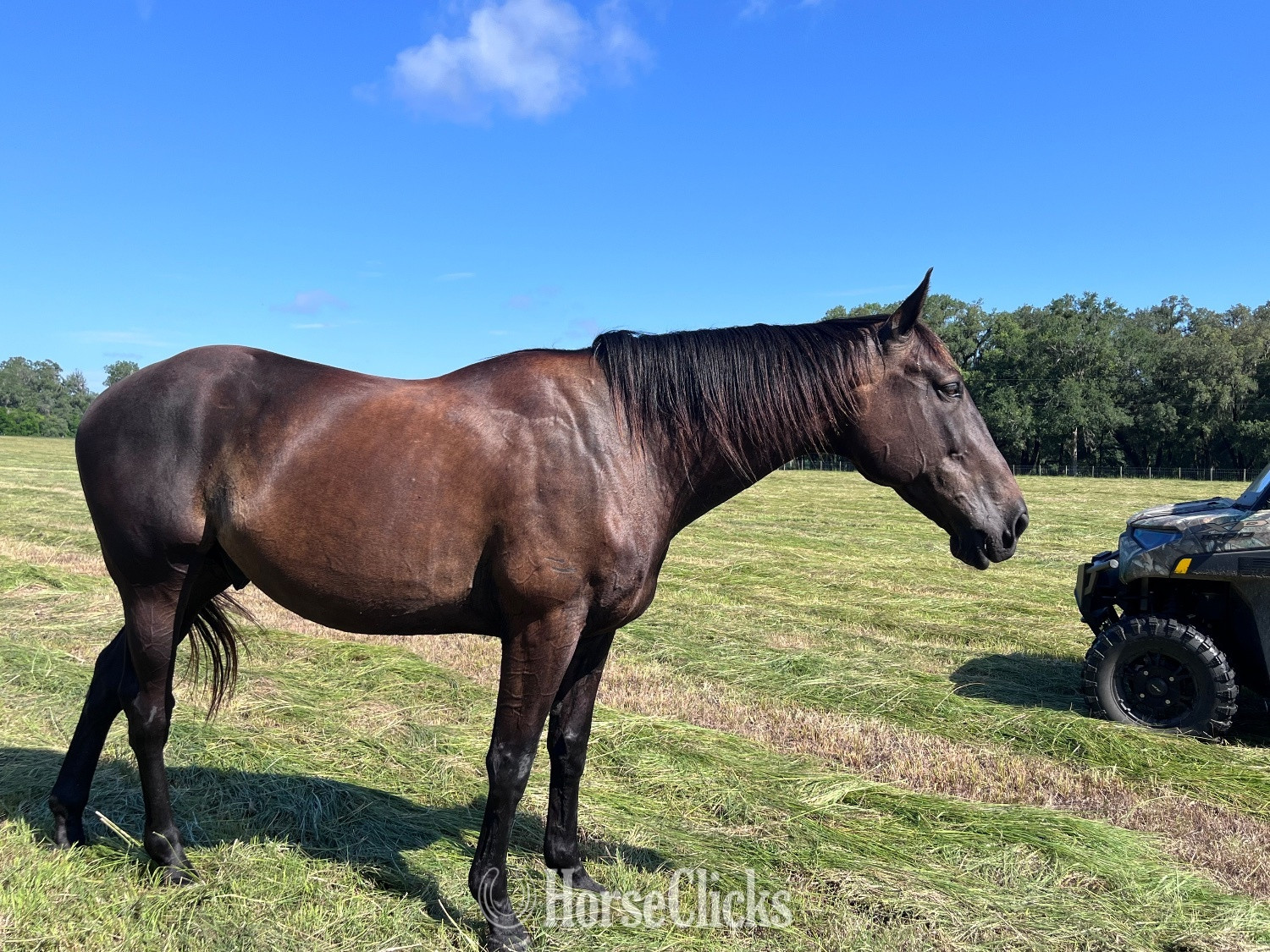 "Forte" Bay Gelding Thoroughbred - Thoroughbred