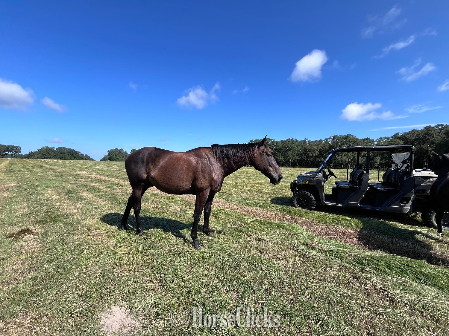 "Forte" Bay Gelding Thoroughbred Florida