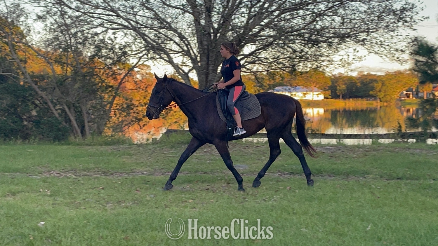 Thoroughbred - "Forte" Bay Gelding Thoroughbred in Florida