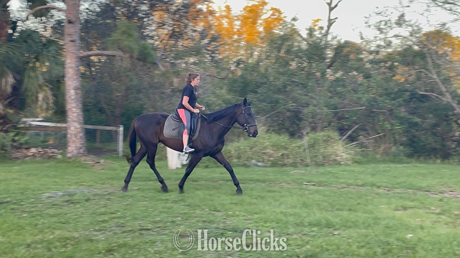 Thoroughbred - "Forte" Bay Gelding Thoroughbred