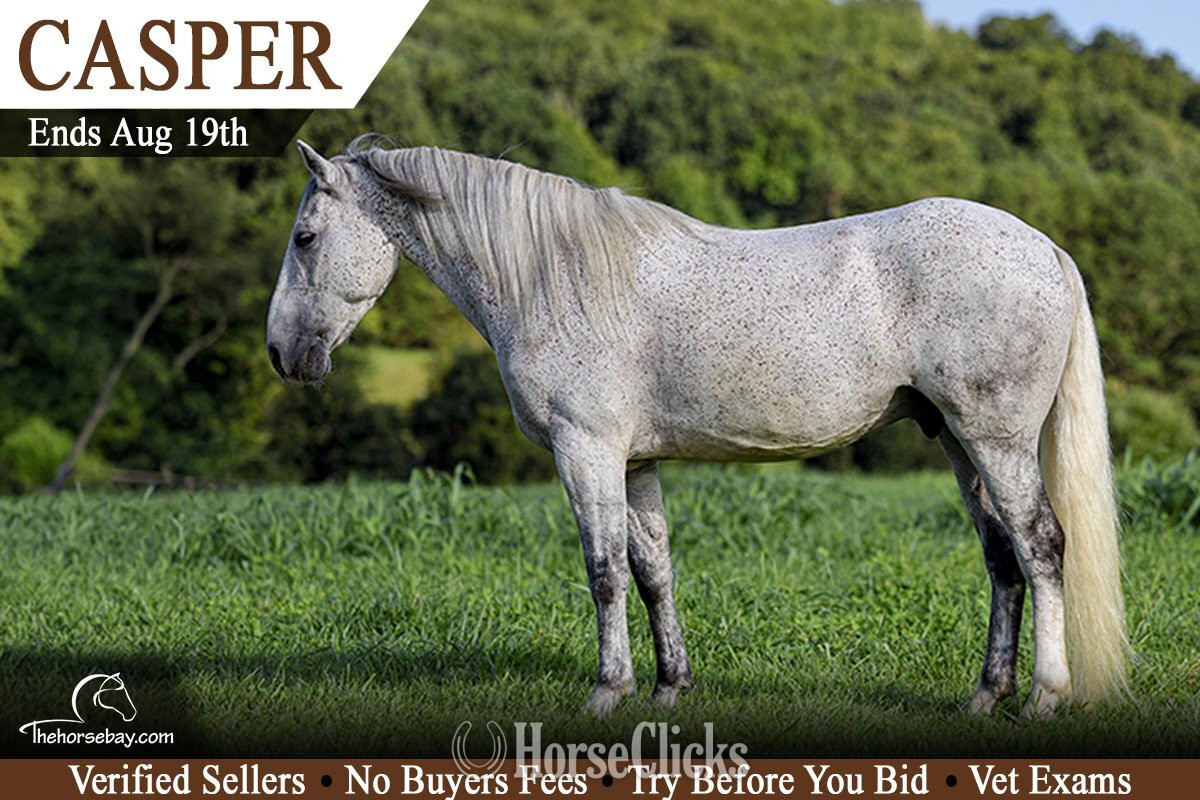 "Casper" Grey Gelding Quarter Pony in Kentucky