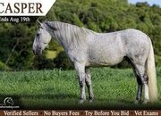 "Casper" Grey Gelding Quarter Pony