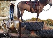 "Hazel" Buckskin Mare Quarter Horse