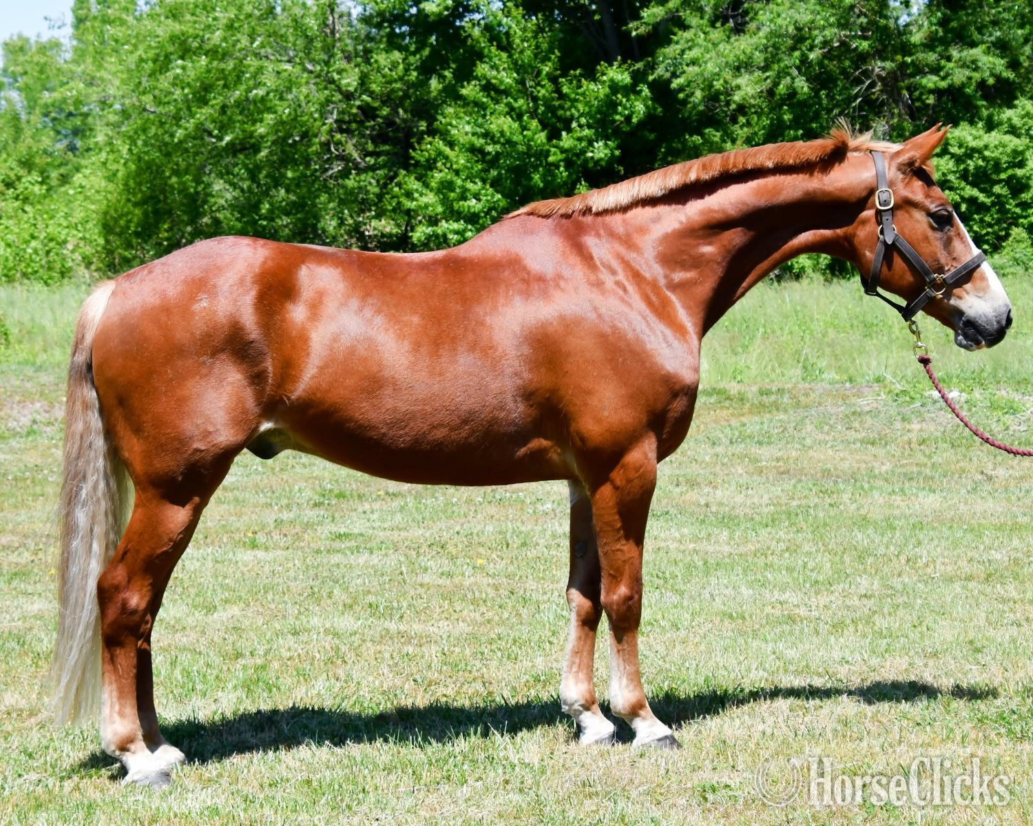 "Rocco"  Gelding Thoroughbred in Colorado