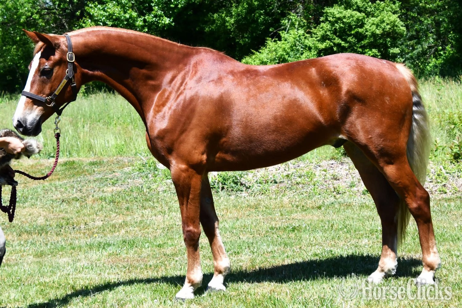 "Rocco"  Gelding Thoroughbred