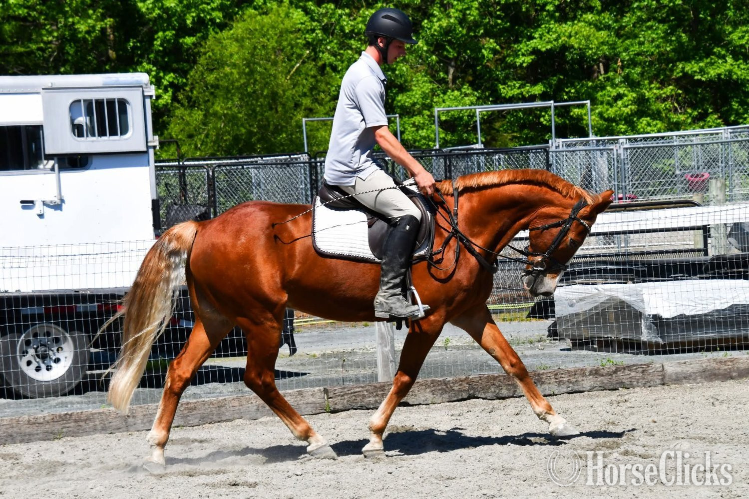 Colorado "Rocco"  Gelding Thoroughbred