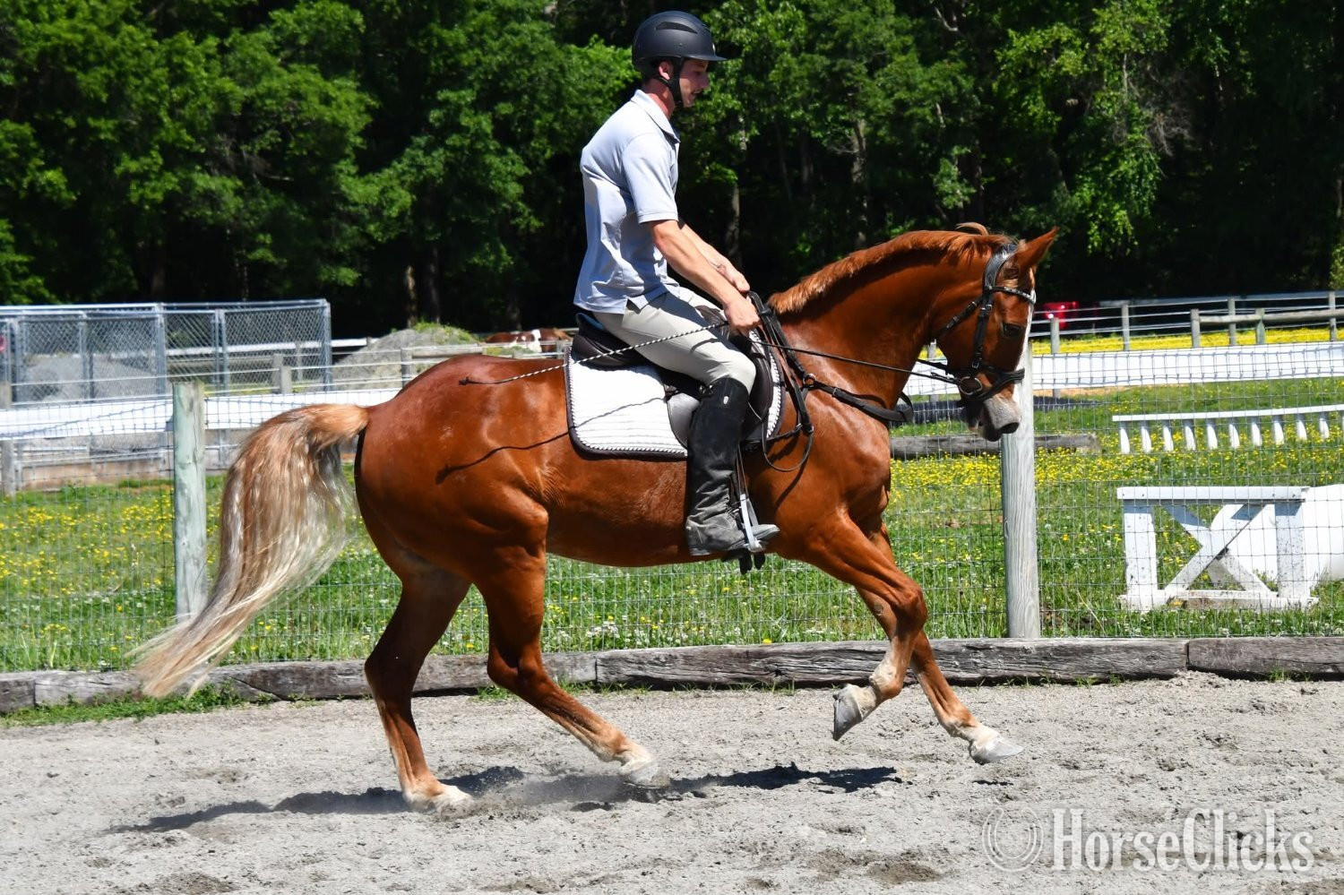 "Rocco"  Gelding Thoroughbred - Thoroughbred in Colorado