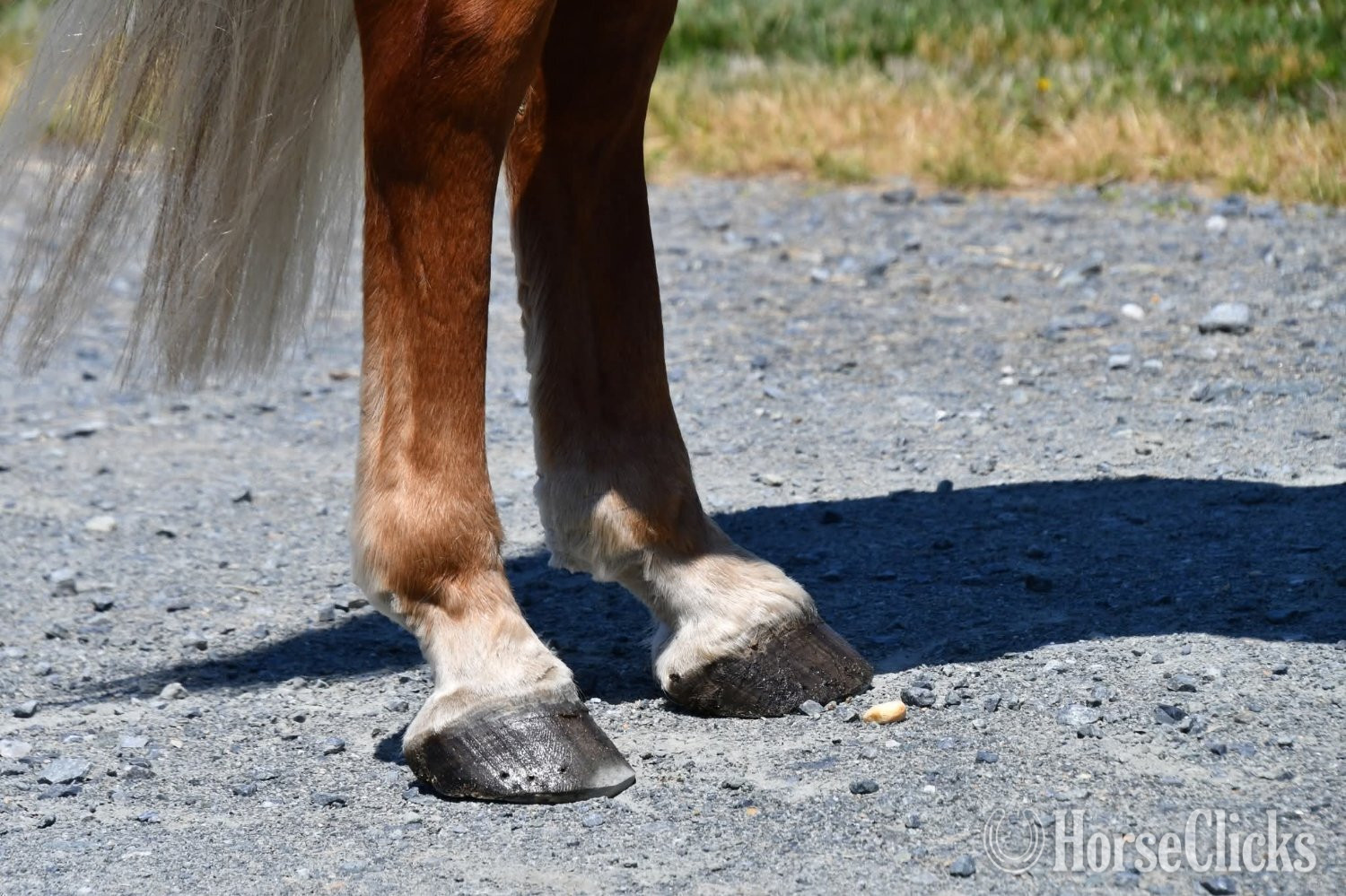 "Rocco"  Gelding Thoroughbred - Thoroughbred