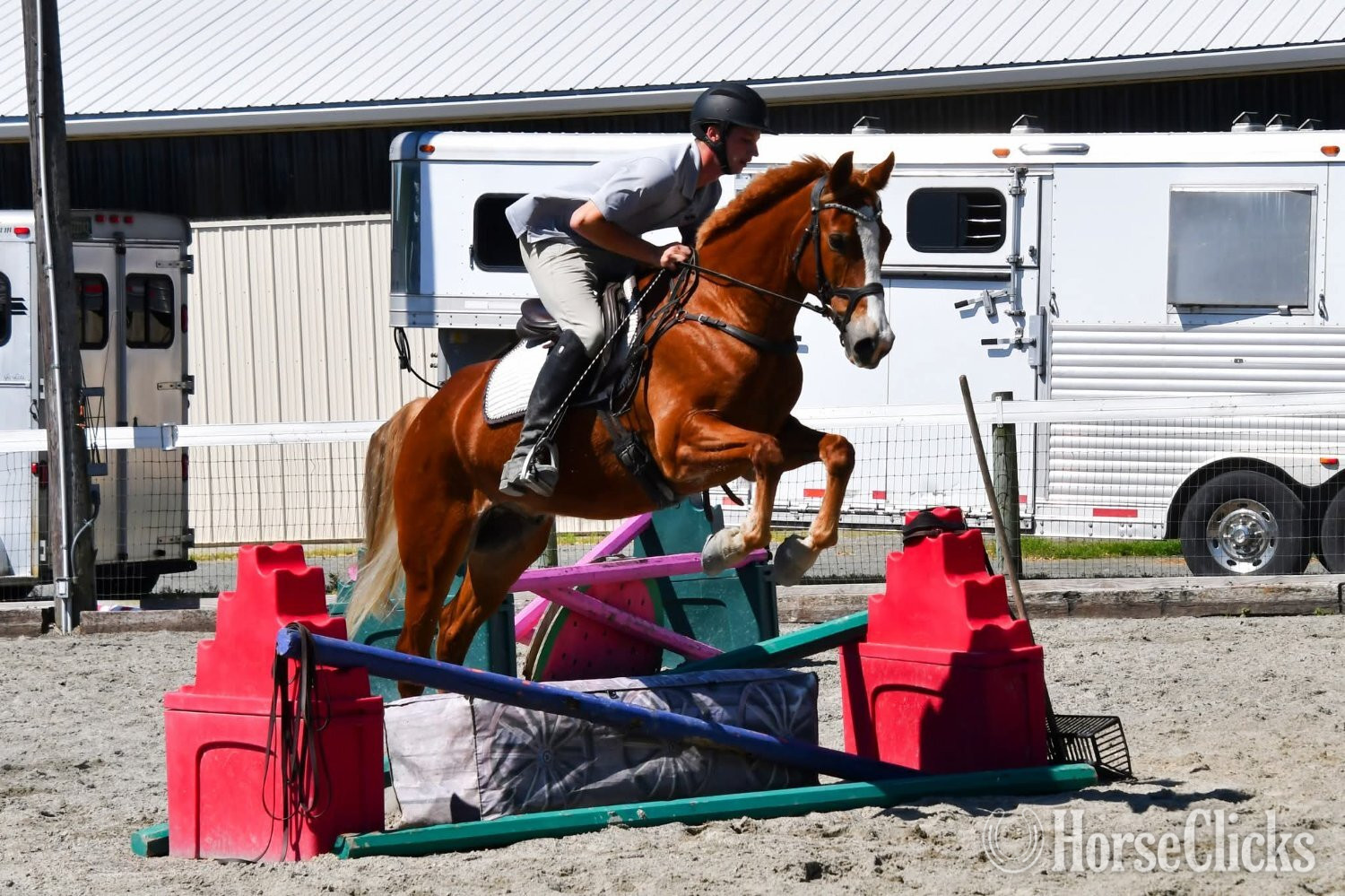 "Rocco"  Gelding Thoroughbred Colorado