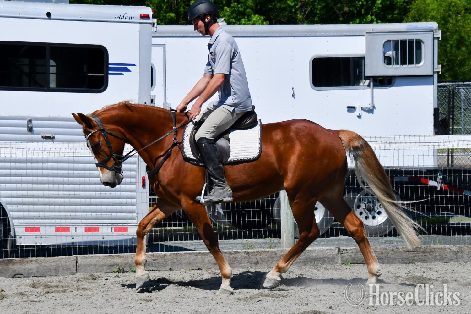 Thoroughbred - "Rocco"  Gelding Thoroughbred