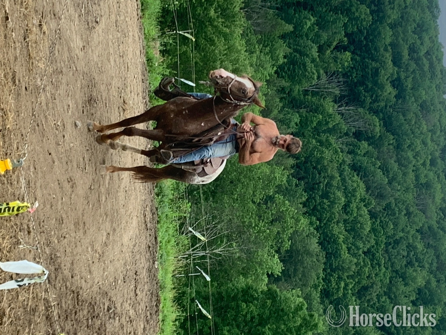 "Milton and stuart" Brown Stallion Appaloosa