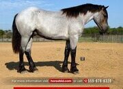 "Bex" Blue Roan Gelding Draft