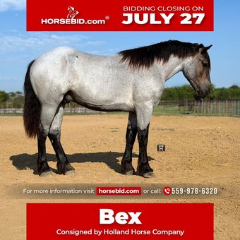 "Bex" Blue Roan Gelding Draft