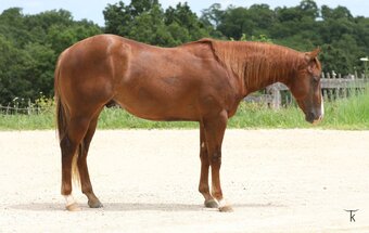 "Studerin" Sorrel Colt Quarter Horse