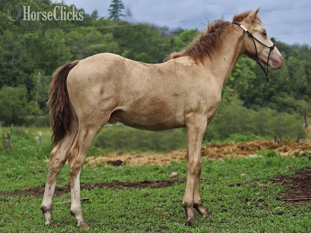 "OYY Paid in Gold" Champagne Colt Curly in Vermont