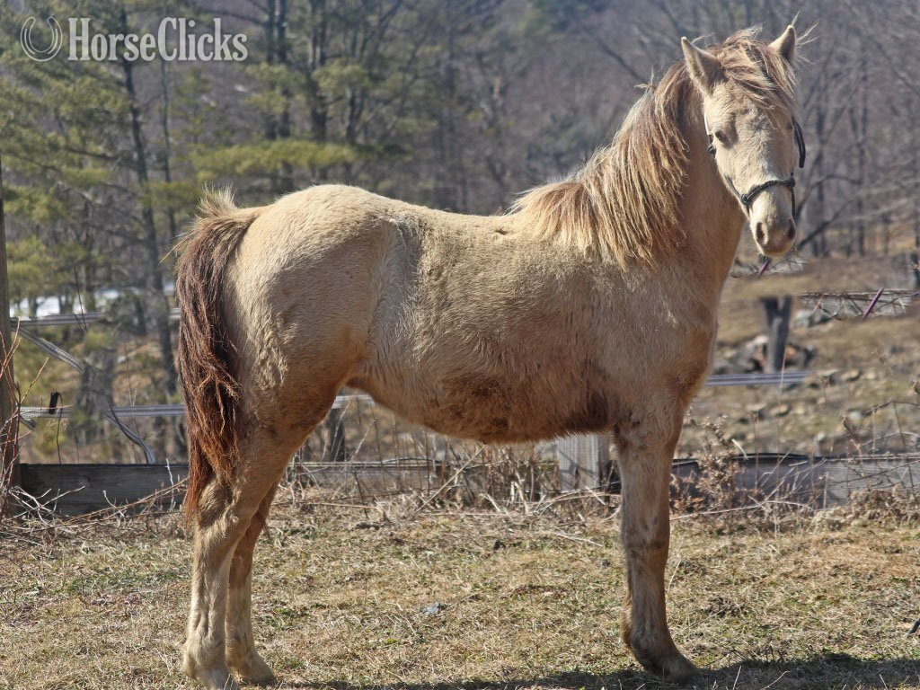 "OYY Paid in Gold" Champagne Colt Curly
