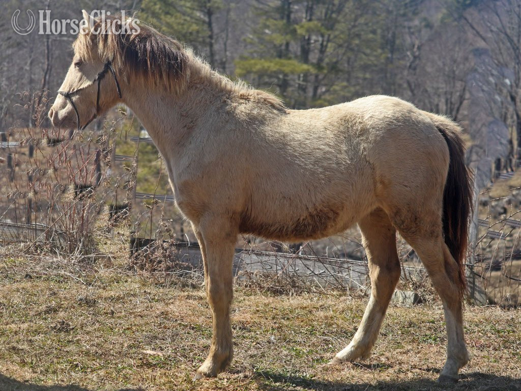 Vermont "OYY Paid in Gold" Champagne Colt Curly