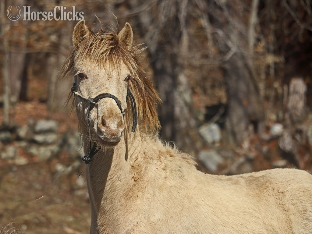"OYY Paid in Gold" Champagne Colt Curly - Curly in Vermont