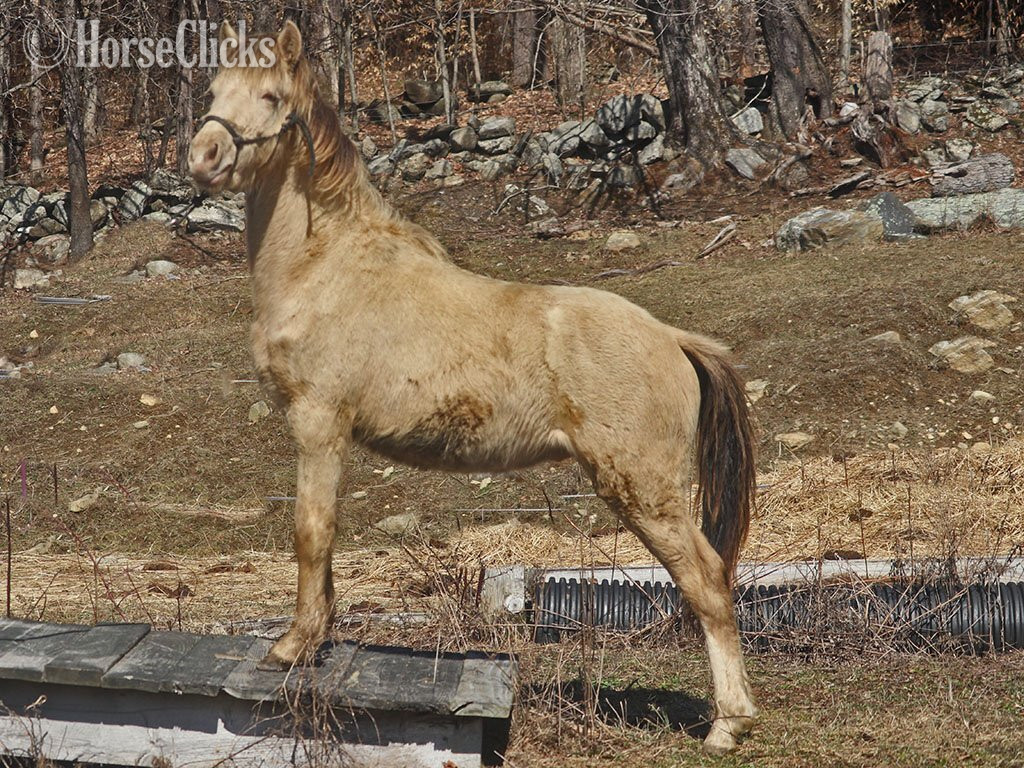 "OYY Paid in Gold" Champagne Colt Curly - Curly