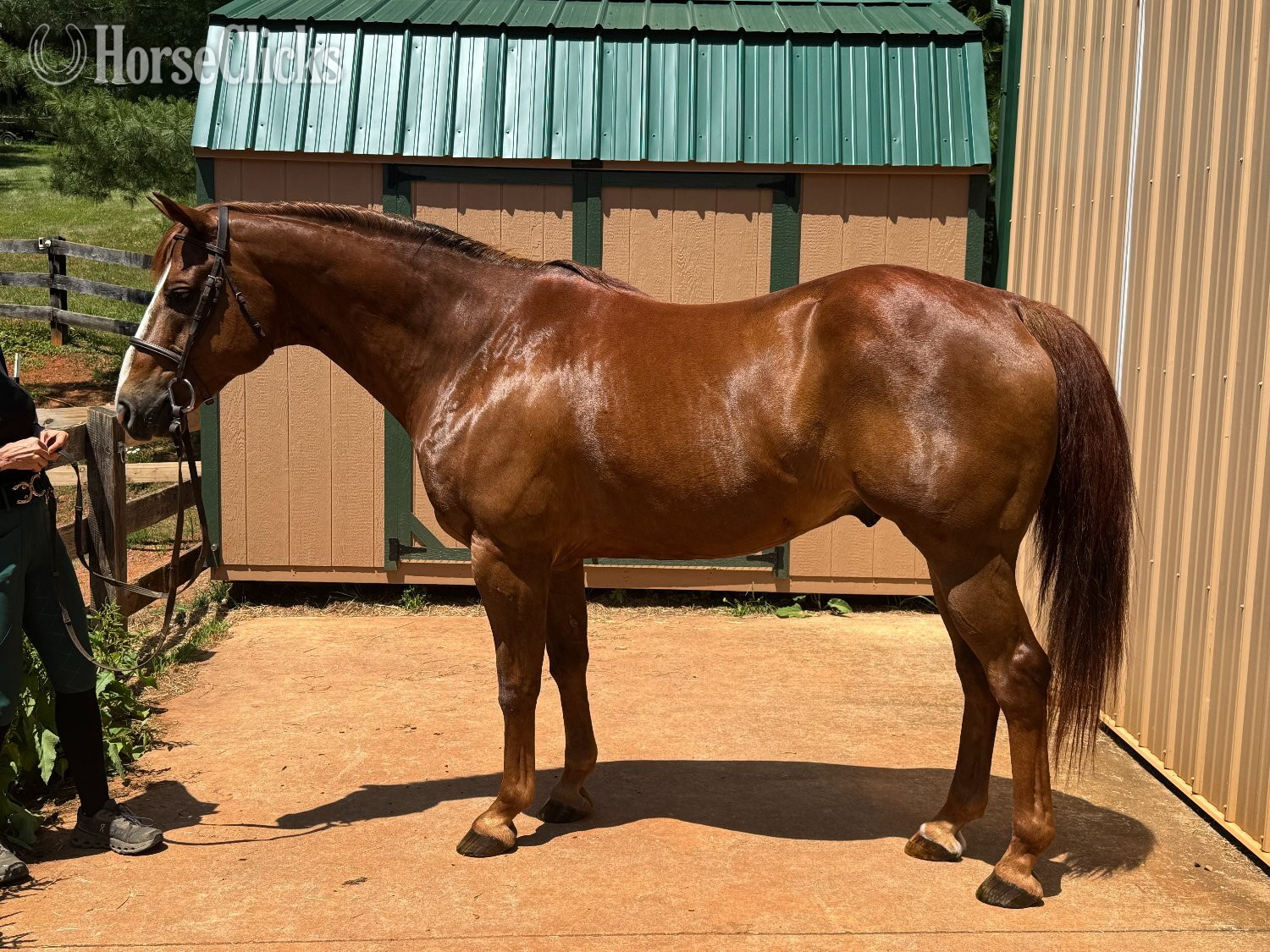 "Triton" Chestnut Gelding Quarter Horse in Virginia