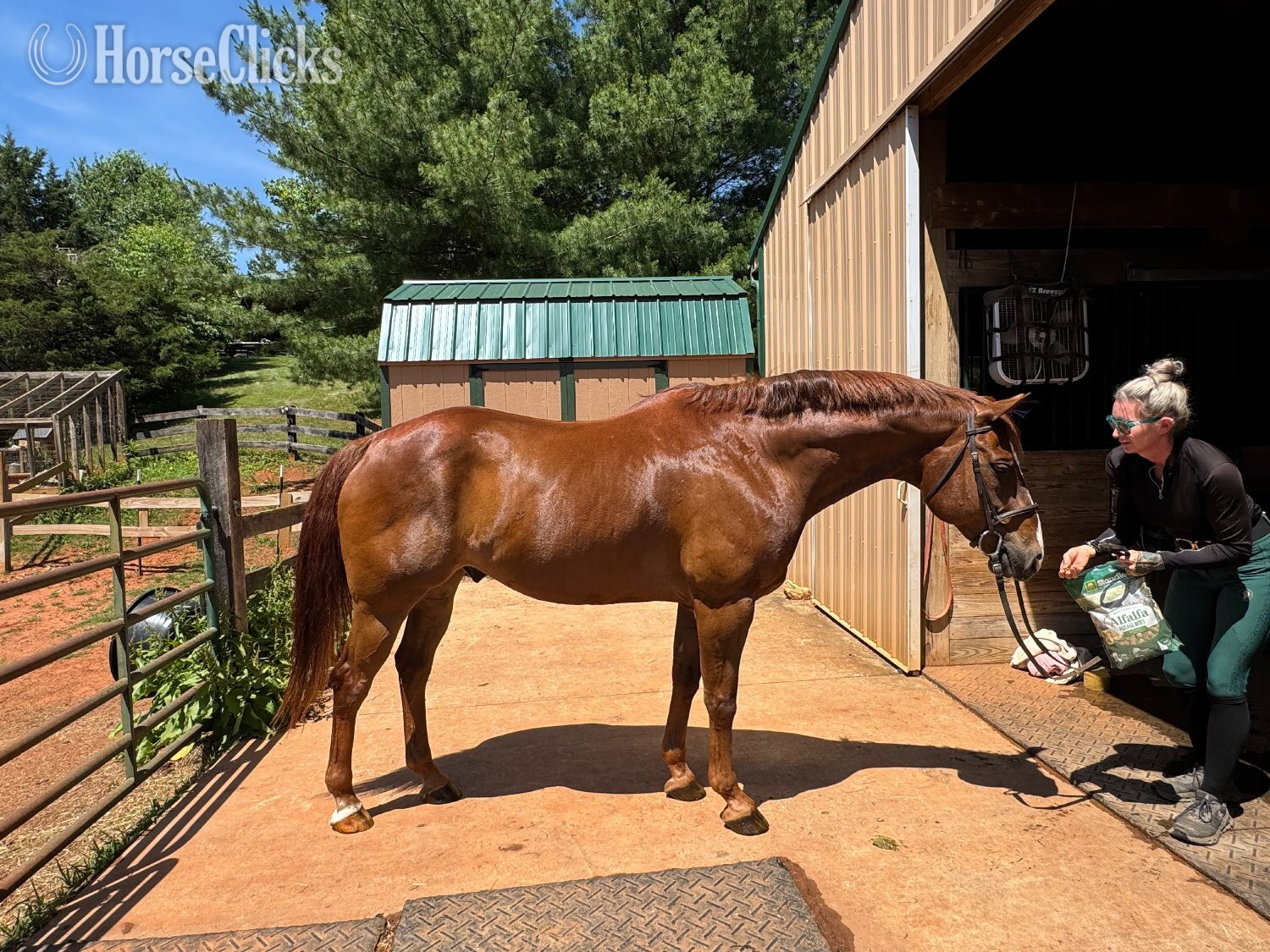 "Triton" Chestnut Gelding Quarter Horse
