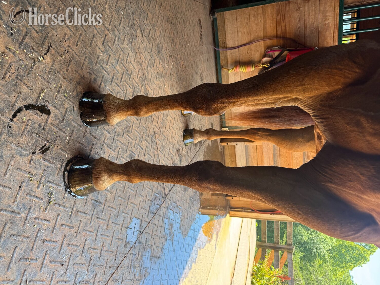 Virginia "Triton" Chestnut Gelding Quarter Horse
